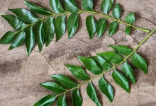 Curry Leaves