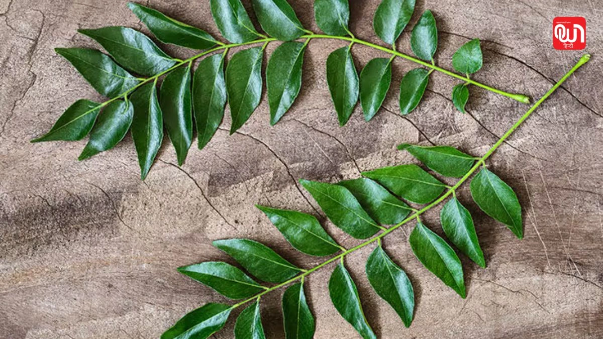 Curry Leaves: ठंड में न सूखे करी-पत्ता, अपनाएं ये बेस्ट विंटर केयर टिप्स 1 Curry Leaves