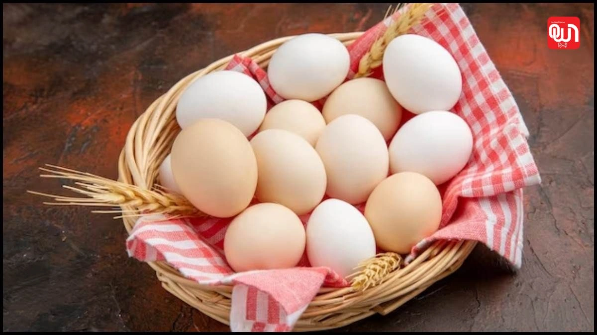 Eggs cause cancer: खतरे की घंटी? अंडे खाने और कैंसर जोखिम पर आया नया रिसर्च अपडेट 1 Eggs cause cancer