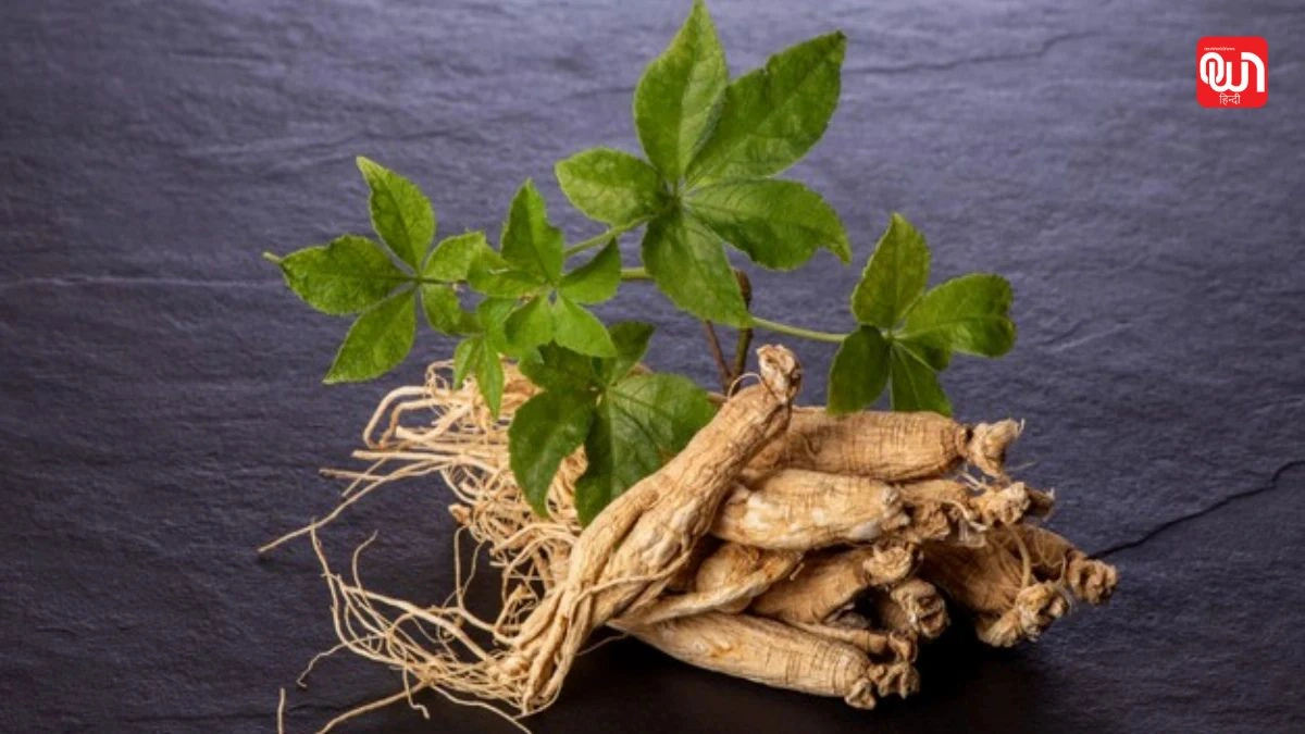 Ginseng health benefits: सेहत का खजाना है जिनसेंग, मामूली दिखने वाली जड़ी-बूटी के बड़े फायदे 1 Ginseng health benefits