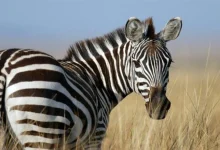 International Zebra Day 2026