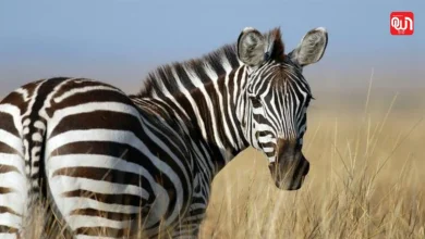 International Zebra Day 2026