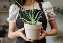 Original Aloevera plant