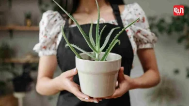 Original Aloevera plant