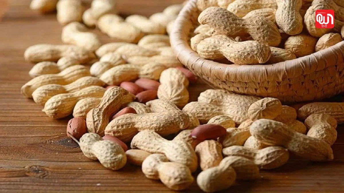 Peanut Side effects: मूंगफली खाने में सावधानी, ज्यादा सेवन से किडनी और लिवर हो सकते हैं प्रभावित 1 Peanut Side effects