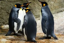 Penguin Awareness Day 2026