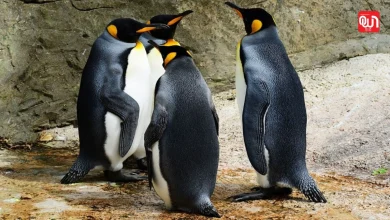 Penguin Awareness Day 2026