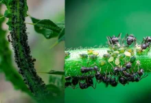 Winter Gardening Tips