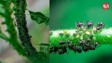 Winter Gardening Tips: तुलसी के गमले में चींटियों की लाइन? बिना केमिकल अपनाएं ये 2 आसान उपाय 8 Winter Gardening Tips