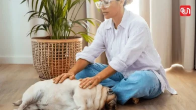 World Animal Reiki Day 2026