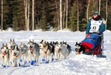 Iditarod Race