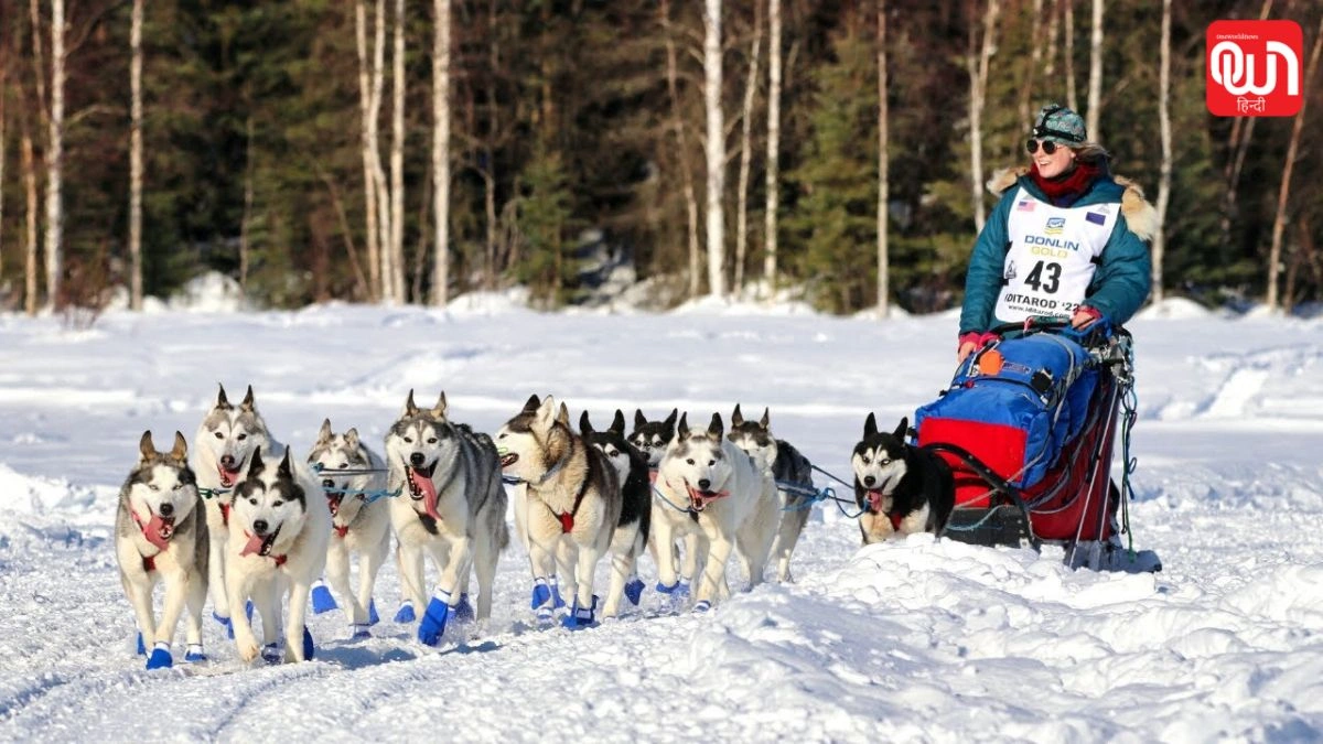 Iditarod Race: Alaska की Iditarod Race, जानिए क्यों है दुनिया की सबसे कठिन रेस? 1 Iditarod Race