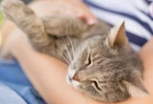 International Rescue Cat Day 2026