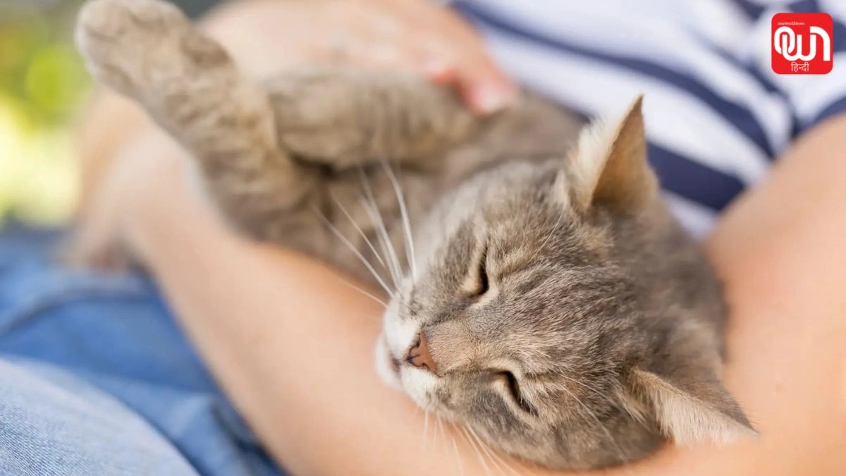 International Rescue Cat Day 2026: अंतरराष्ट्रीय रेस्क्यू कैट डे 2026, गोद लें, खरीदें नहीं बिल्लियों को दें नया जीवन 1 International Rescue Cat Day 2026