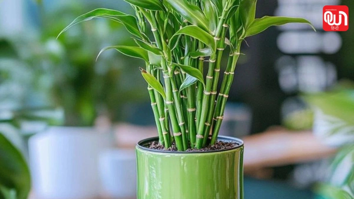 Lucky Bamboo Plant Care Tips: लकी बैंबू की सही देखभाल, पॉजिटिव एनर्जी और खुशहाली पाने के घरेलू उपाय 1 Lucky Bamboo Plant Care Tips