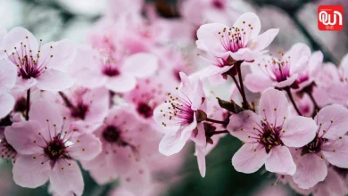 Peach Blossom Day: आड़ू के फूलों का त्योहार, Peach Blossom Day पर क्यों मनाई जाती है खुशहाली 8 Peach Blossom Day