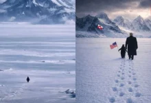 Penguins in Greenland