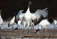 Whooping Crane Festival 2026