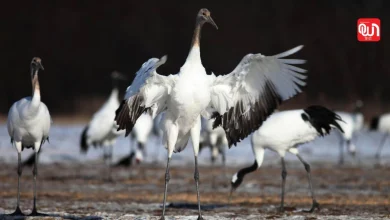 Whooping Crane Festival 2026