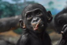 World Bonobo Day 2026