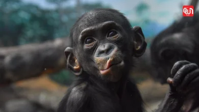 World Bonobo Day 2026: वर्ल्ड बोनोबो डे, संरक्षण और पर्यावरण की जिम्मेदारी याद दिलाने वाला दिन 10 World Bonobo Day 2026