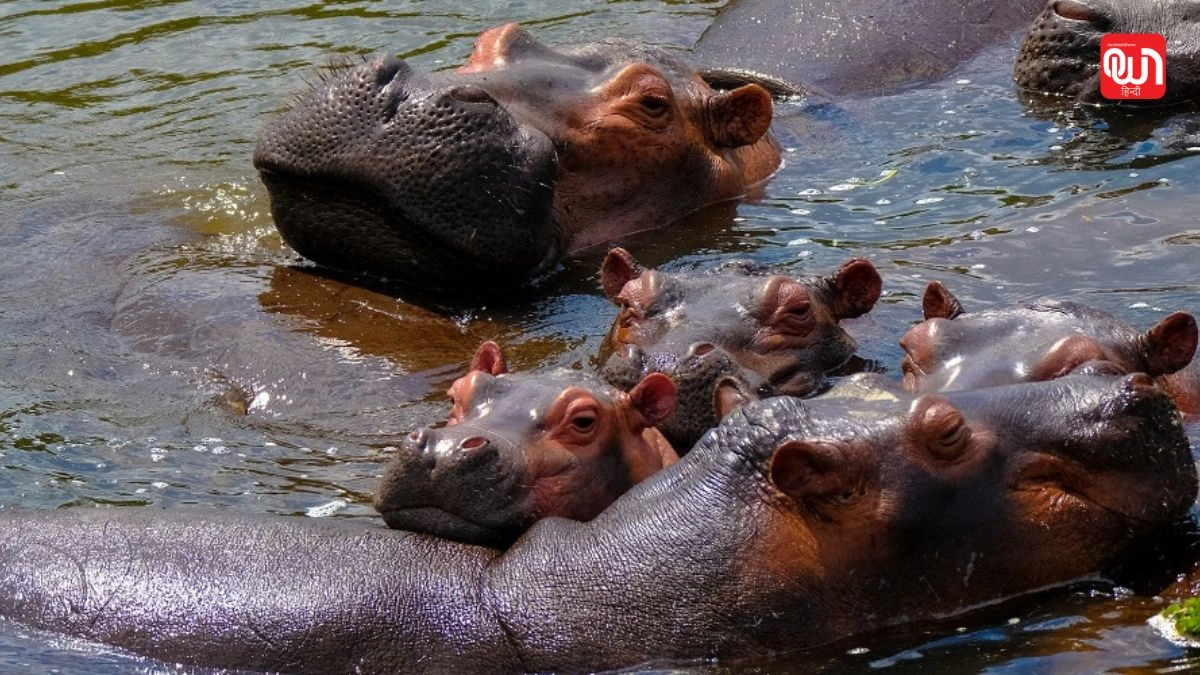 World Hippo Day 2026: वर्ल्ड हिप्पो डे, जैव विविधता के रक्षक हिप्पो पर मंडराते खतरे 1 World Hippo Day 2026