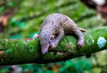 World Pangolin Day 2025