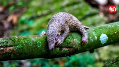 World Pangolin Day 2025