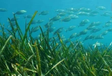 World Seagrass Day 2026