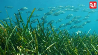 World Seagrass Day 2026