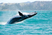 World Whale Day 2026