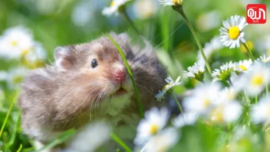 Hamster Day 2026: पालतू जानवरों के प्रेमियों के लिए खास! Hamster Day 2026 की पूरी जानकारी 8 Hamster Day 2026