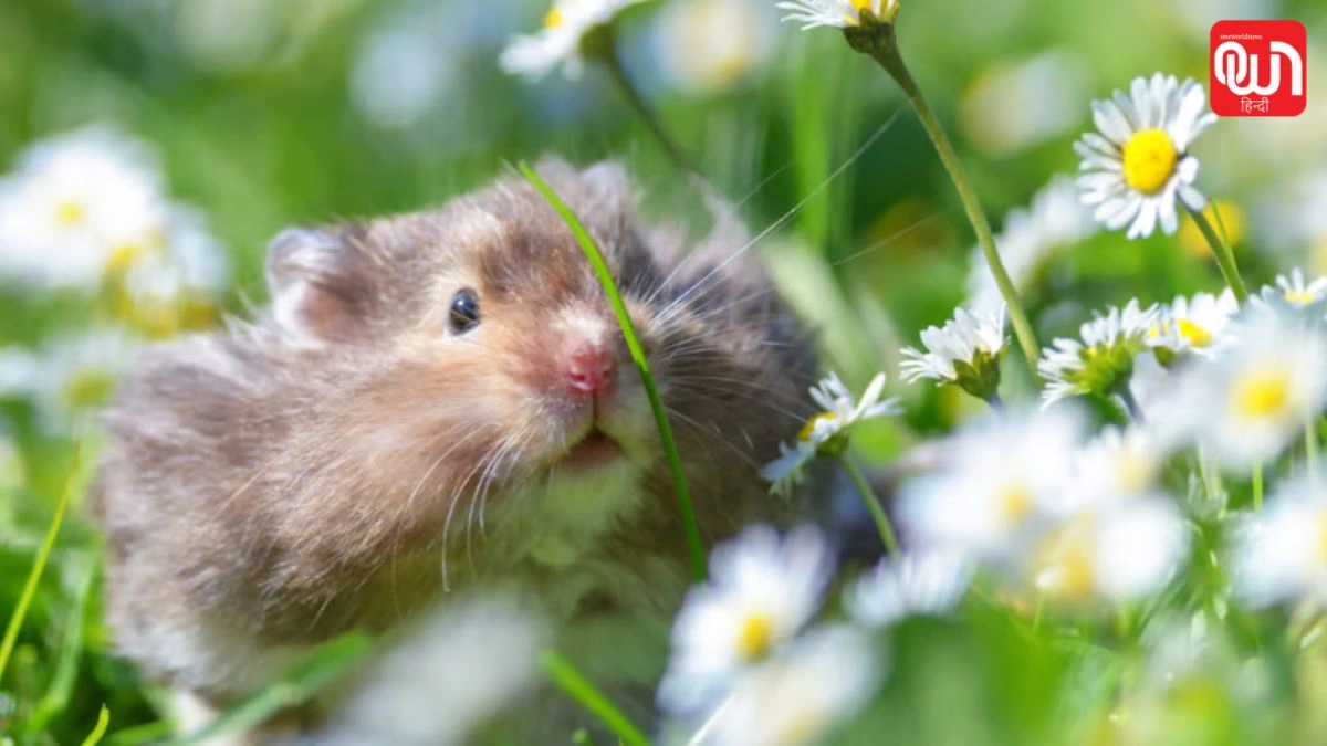 Hamster Day 2026: पालतू जानवरों के प्रेमियों के लिए खास! Hamster Day 2026 की पूरी जानकारी 1 Hamster Day 2026
