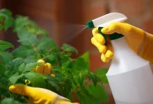 Homemade Pesticide Spray