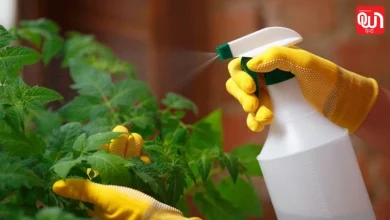 Homemade Pesticide Spray