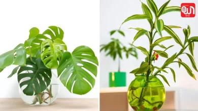 Indoor Plants