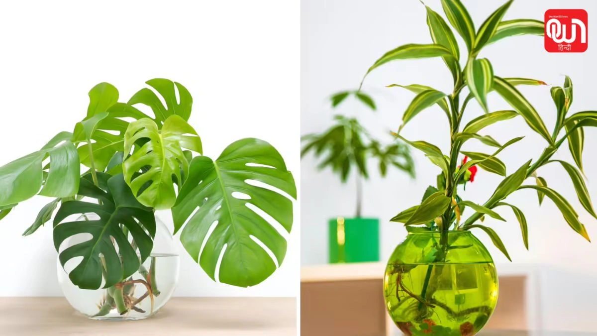 Indoor Plants: मिट्टी नहीं, सिर्फ पानी काफी! घर में उगाएं ये 6 फूल वाले पौधे, एक्सपर्ट टिप्स 1 Indoor Plants
