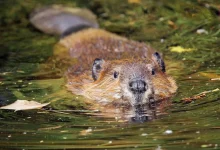 International Beaver Day