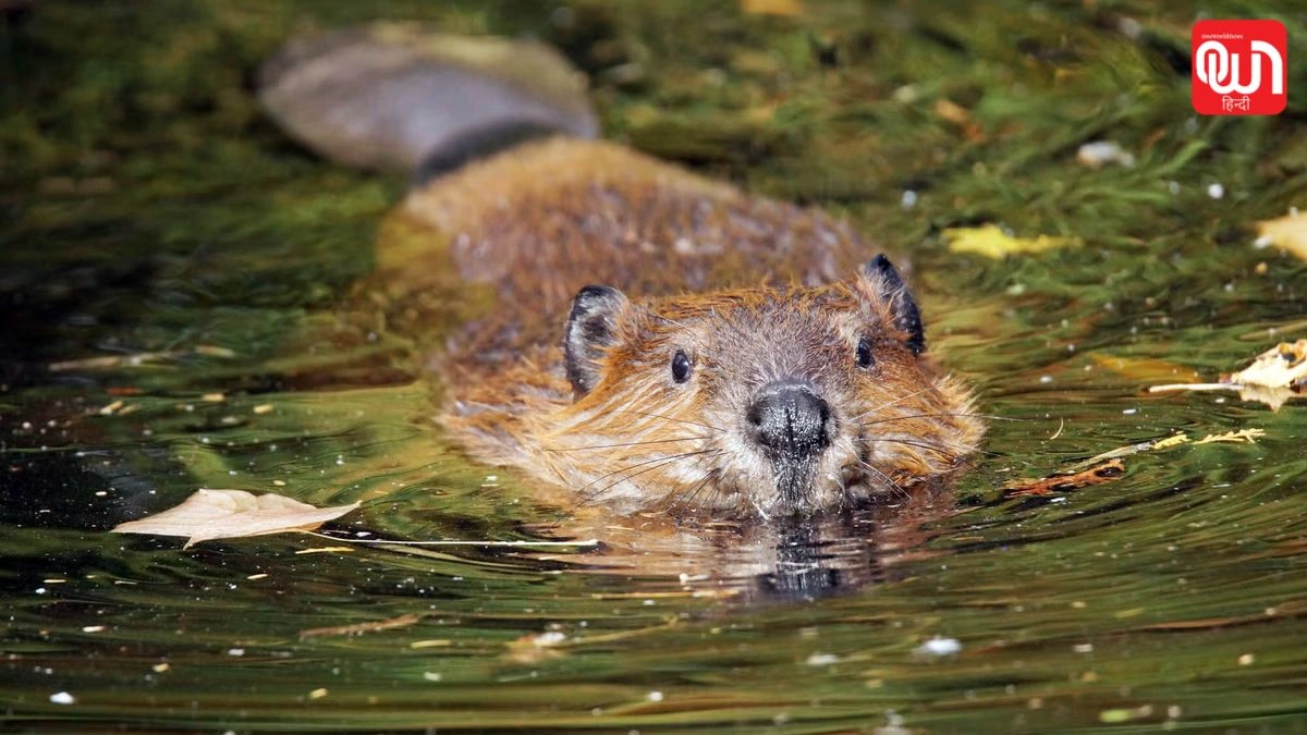 International Beaver Day: अंतरराष्ट्रीय बीवर दिवस 2026, जैव विविधता बढ़ाने में बीवर का योगदान 1 International Beaver Day