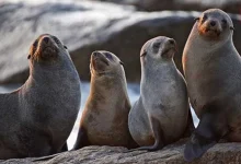 International Seal Day