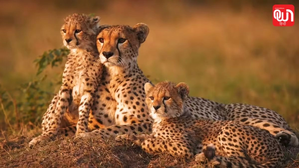 Kuno National Park: कूनो में चीता प्रोजेक्ट का कमाल, विदेश से आए चीते अब देसी जंगल में रमे 1 Kuno National Park