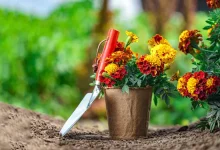Marigold Gardening Tips