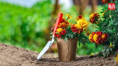 Marigold Gardening Tips: गेंदे के पौधे में ज्यादा फूल पाने के लिए अपनाएं ये आसान तरीके, कलियों से भर जाएगी हर एक डाल 2 Marigold Gardening Tips