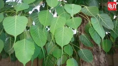 Peepal Removal Trick