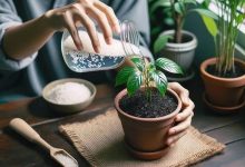 Rice water for plants growth