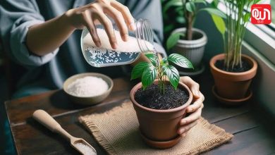 Rice water for plants growth: बचे हुए चावल का पानी फेंकें नहीं! पौधों को मिलेगा नेचुरल फर्टिलाइजर 8 Rice water for plants growth
