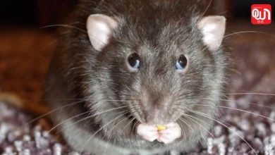 World Rat Day 2026: चूहों को समझने का दिन, वर्ल्ड रैट डे 2026 का इतिहास और उद्देश्य 8 World Rat Day 2026