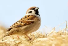 World Sparrow Day