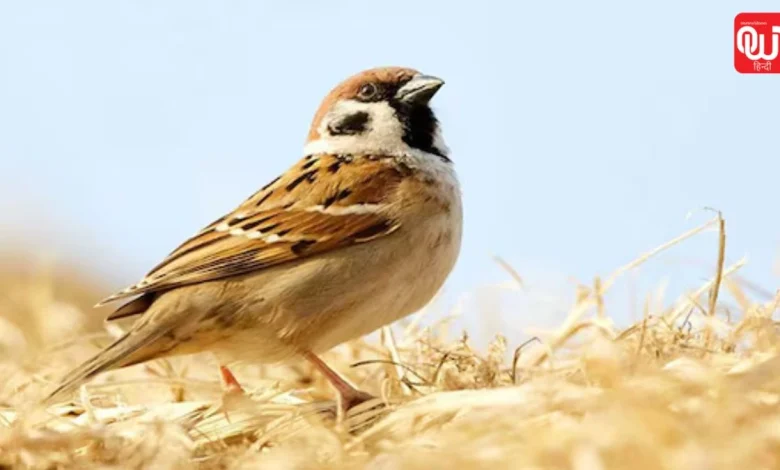 World Sparrow Day