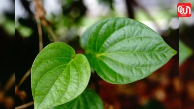 Betel leaf health benefits